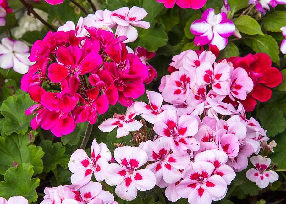 Colourful Geraniums