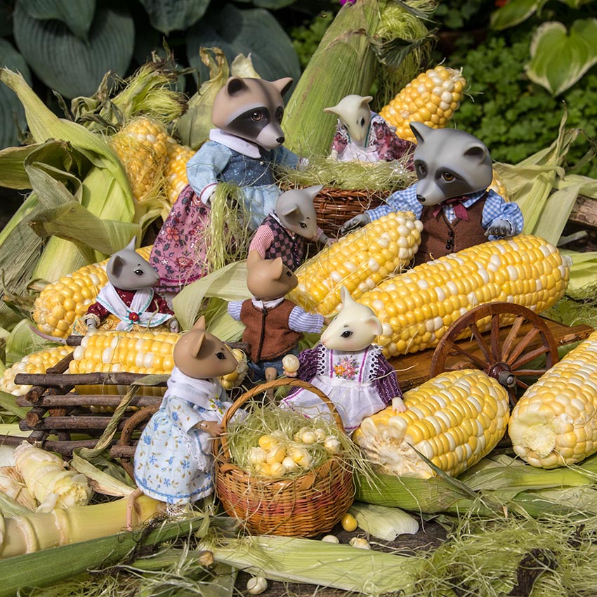 the Corn Harvest