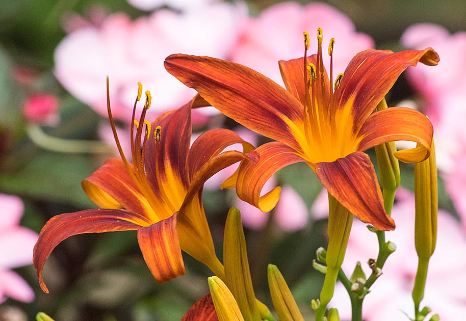 Day Lilies