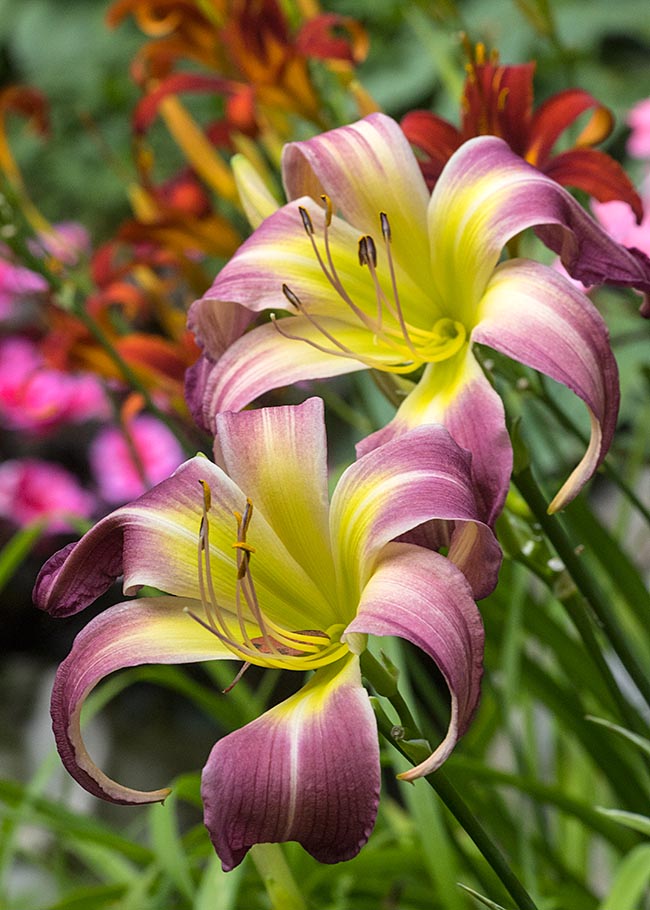 Spider Lilies