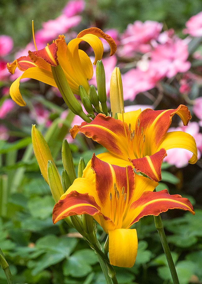 Striped Day Lilies