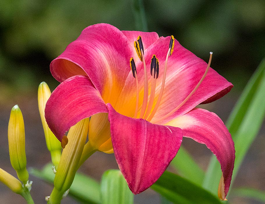 Red Day Lily