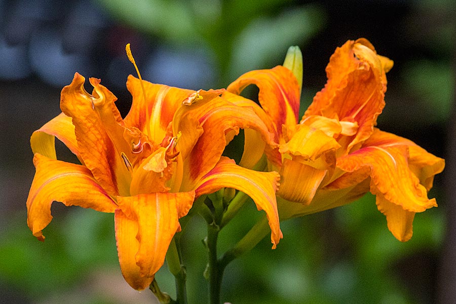 Double Day Lilies