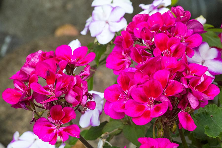 Dark Pink Geraniums