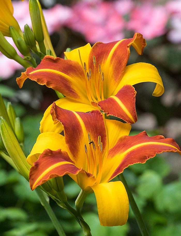 Striped Day Lilies