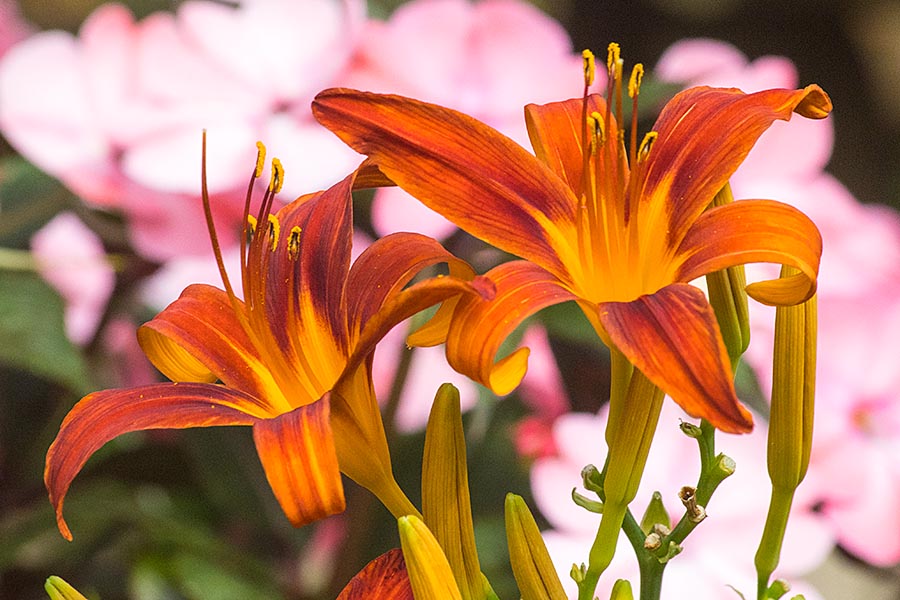 More Day Lilies