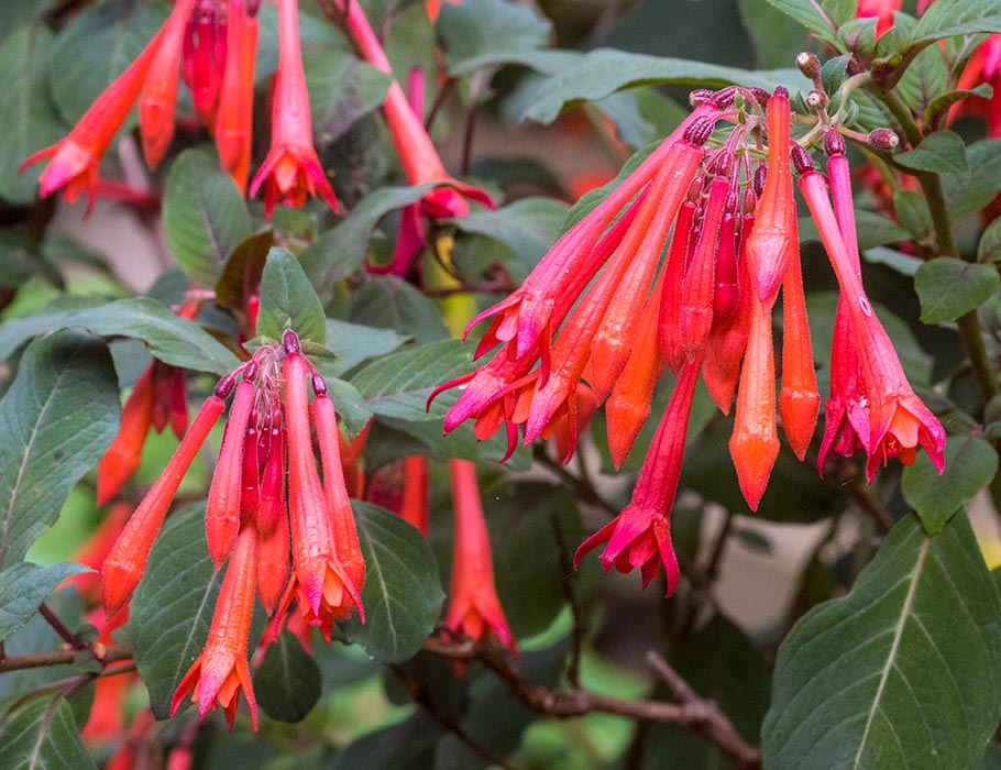 Firecracker Fuchsias