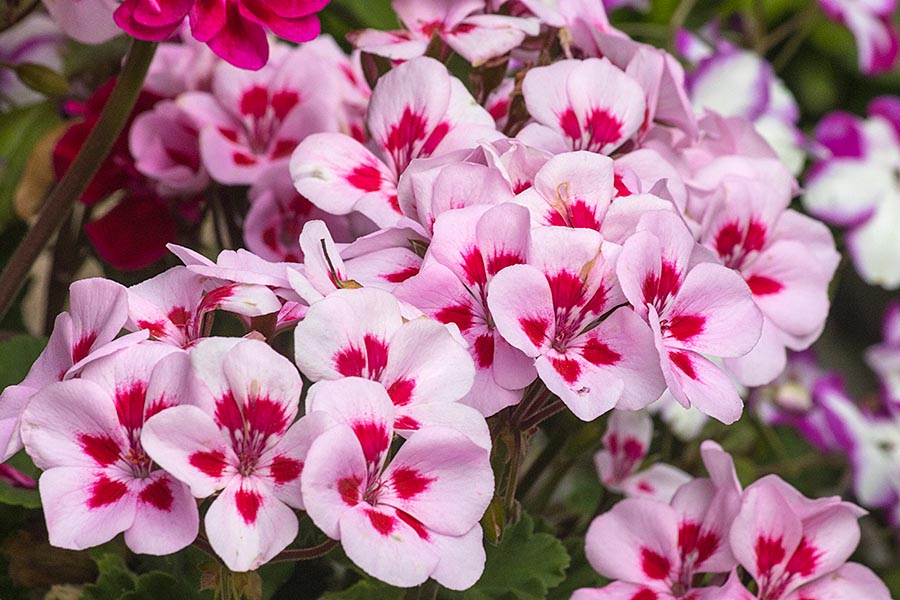 Pink Geraniums