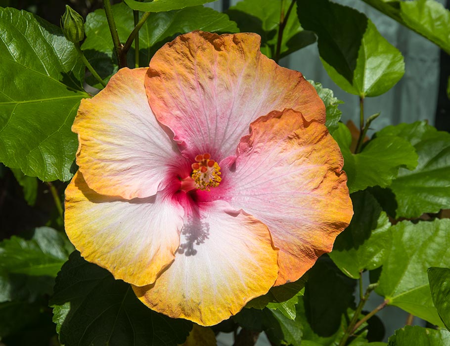 the Very First Hibiscus of 2024