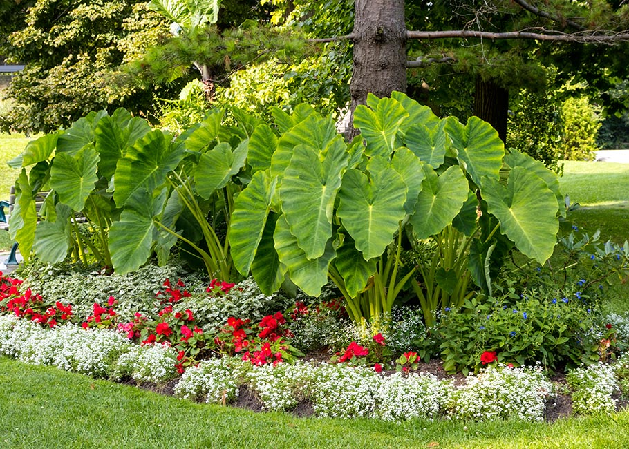 Elephant Ears