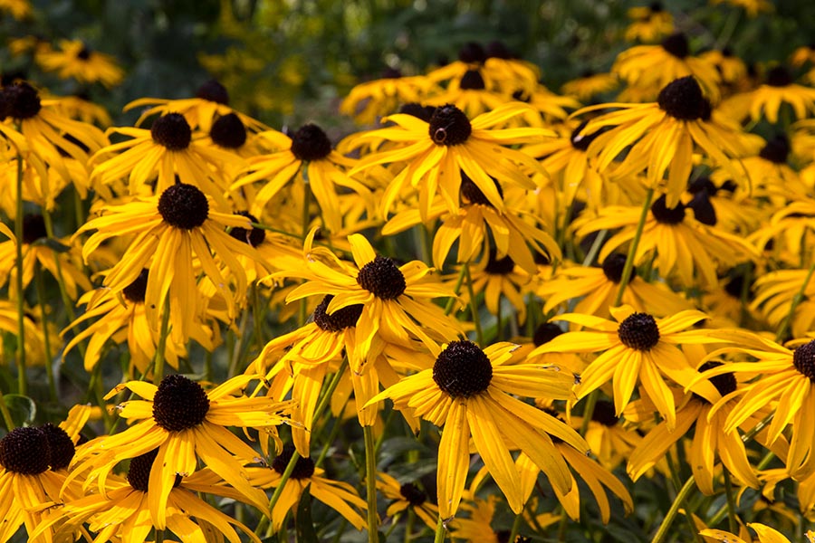 Cheery Gloriosa Daisies