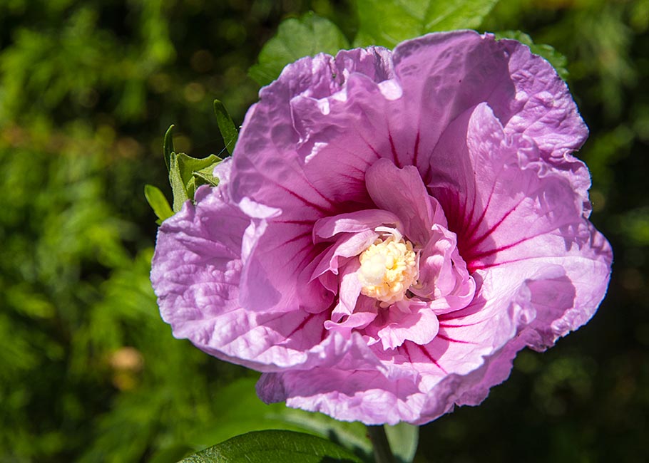 Rose of Sharon