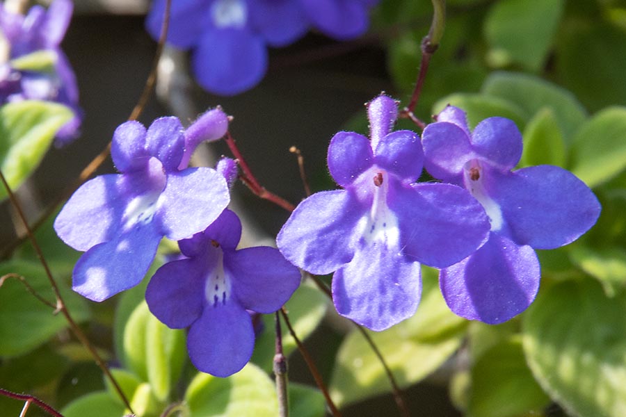 Streptocarpus