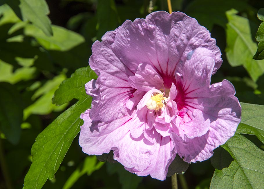 another Double Rose of Sharon