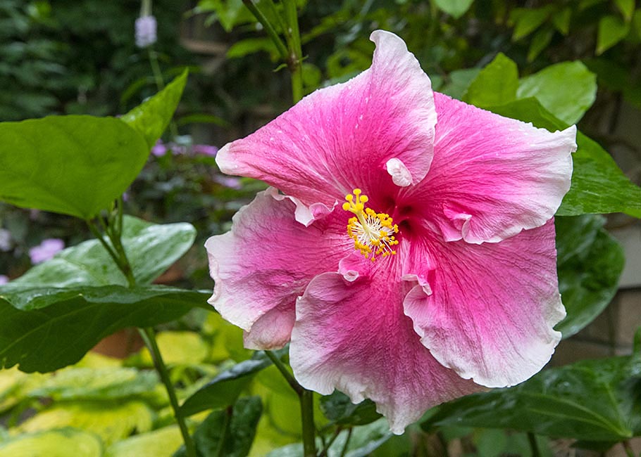 Another Hibiscus Blooms for the First Time this Year