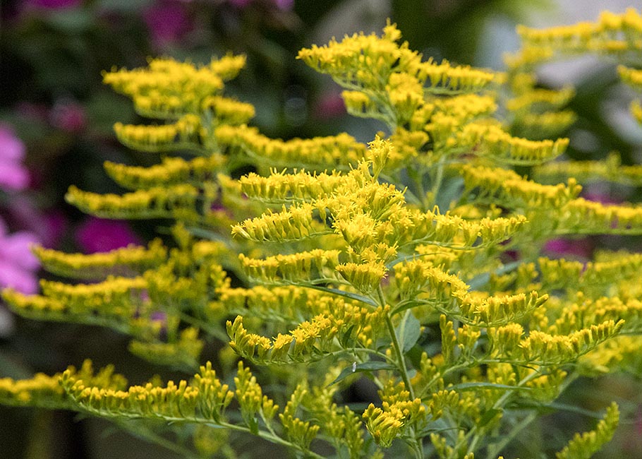 Garden Goldenrod