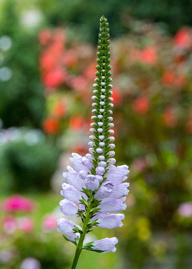 False Dragonhead