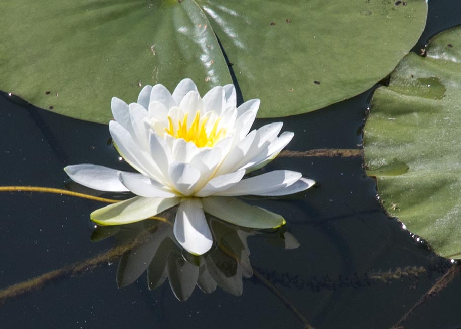 A single Water Lily