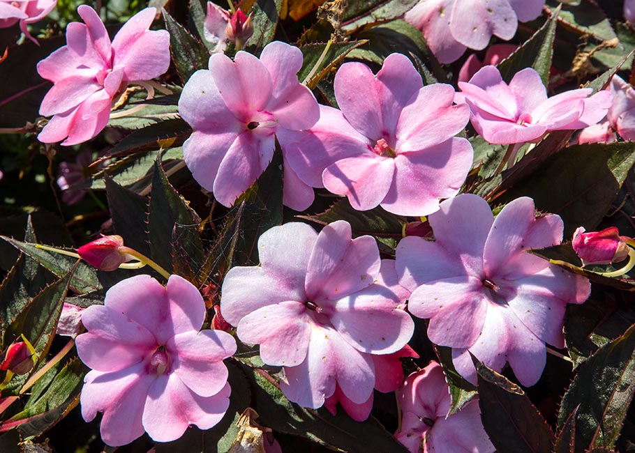 Impatiens in the Sun