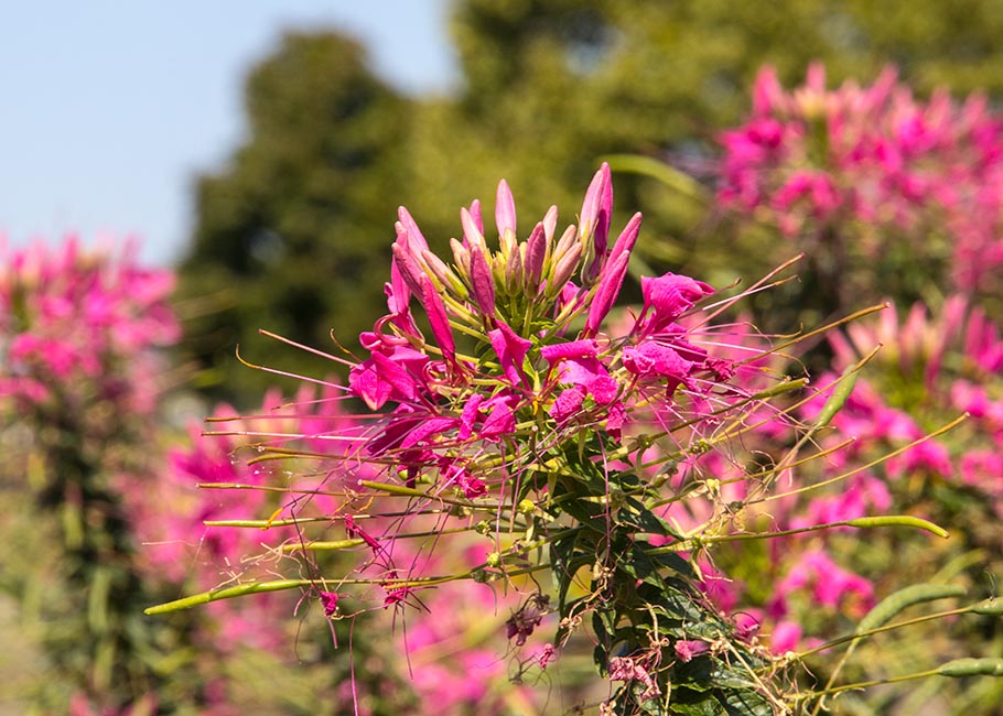 Fading Cleome