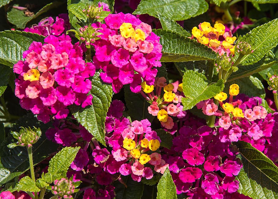 Colourful Lantana