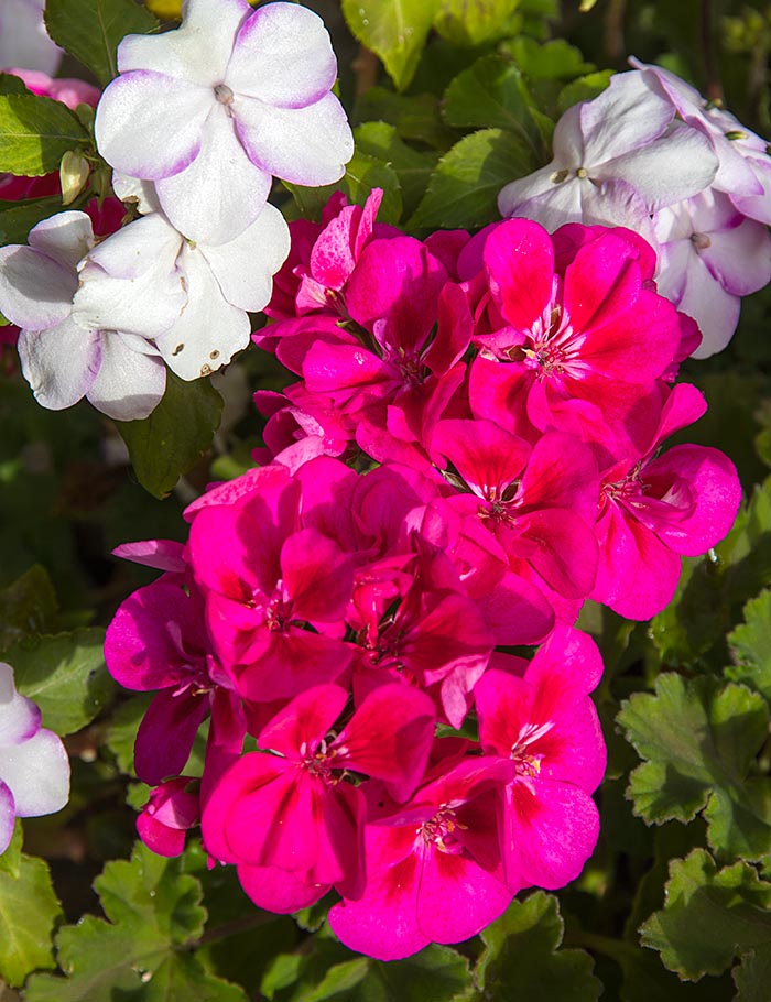 Bright Geraniums