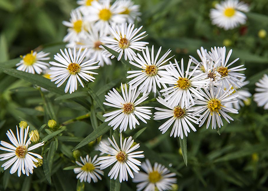 Michaelmas Daisies