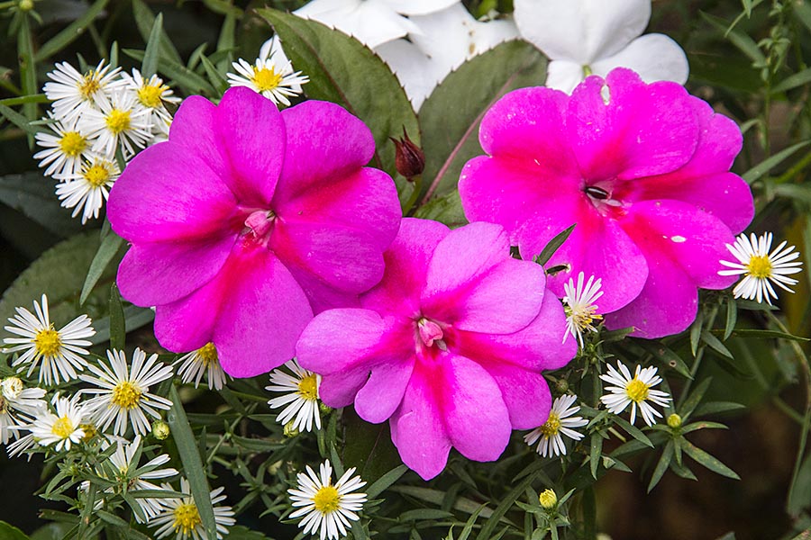 Impatiens 'Bouquet'