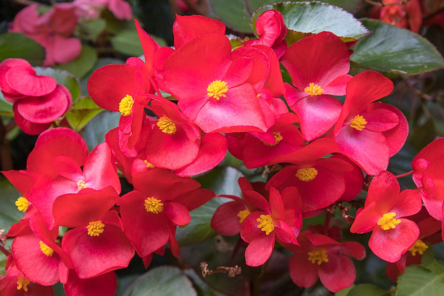 Red Dragon-Wing Begonia