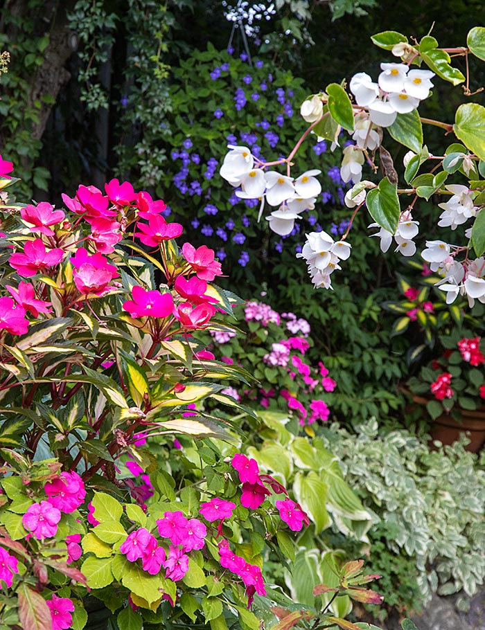 Fall Flowers