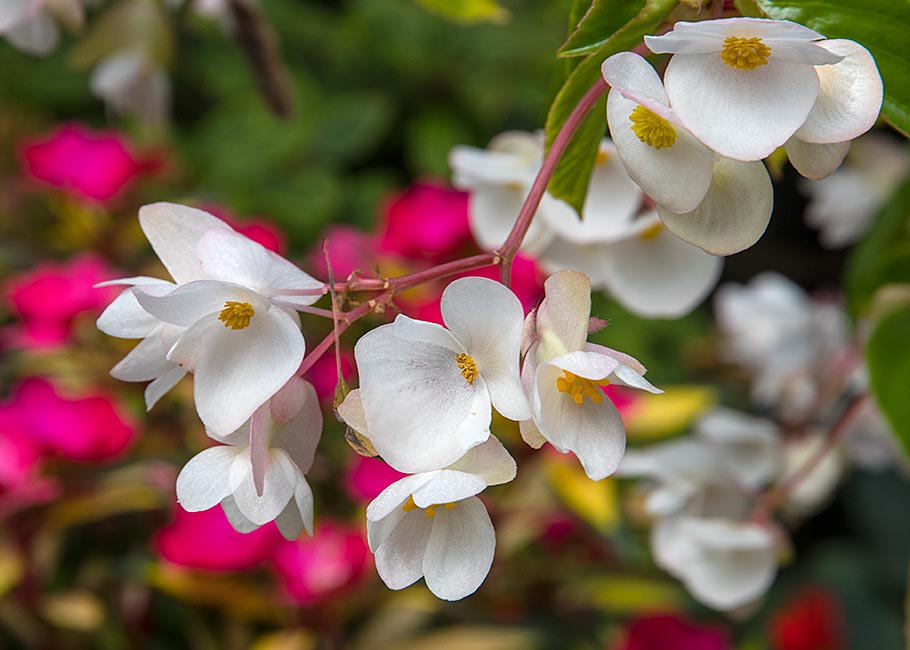 White Dragon-Wing Begonia