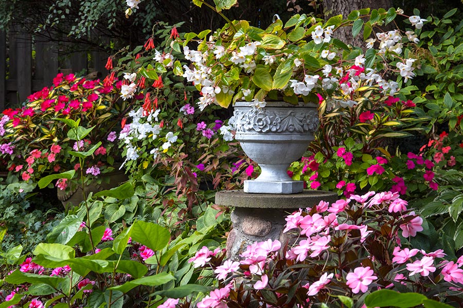 Autumn Impatiens & Begonia