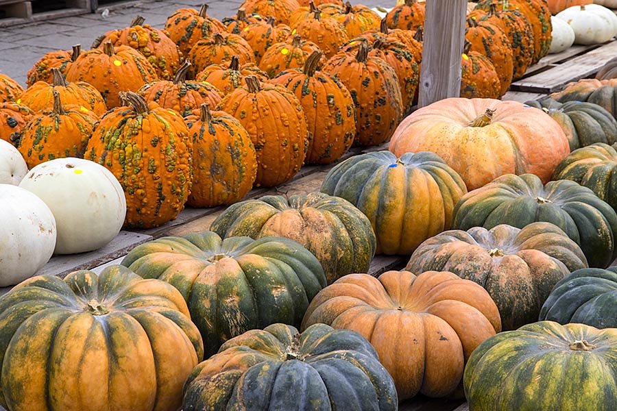 Rows of Pumpkins