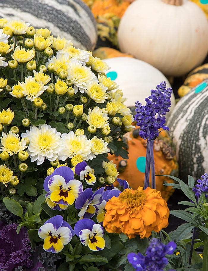 Autumn Flowers