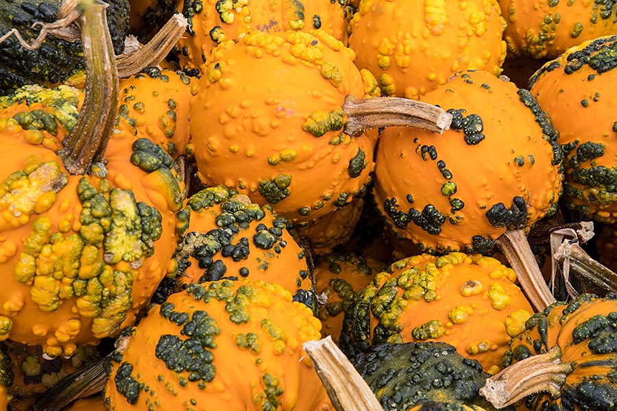 Warty Pumpkins