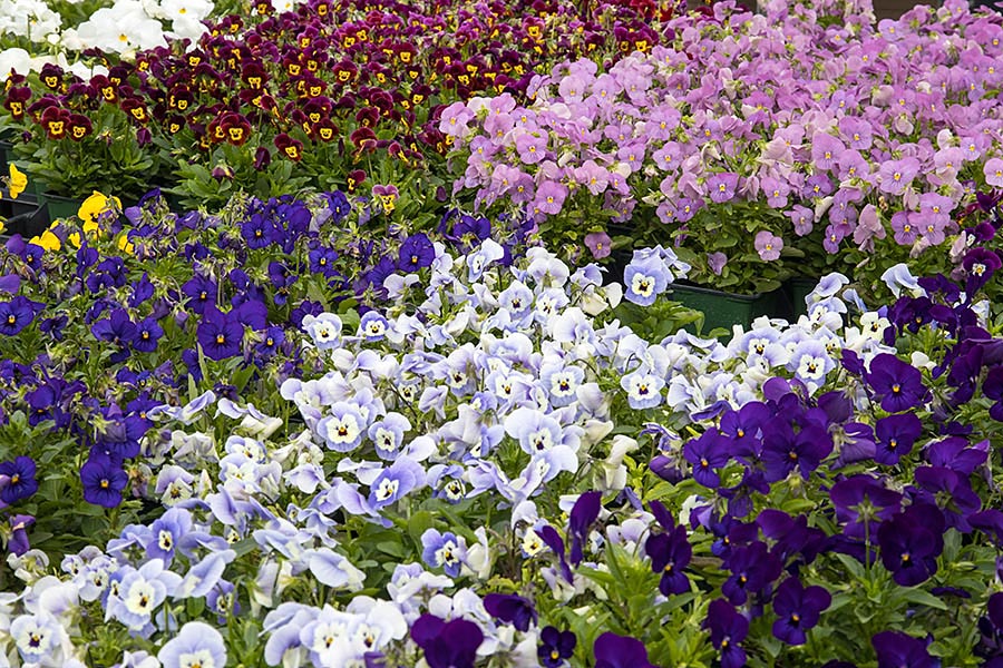 Violas for Fall