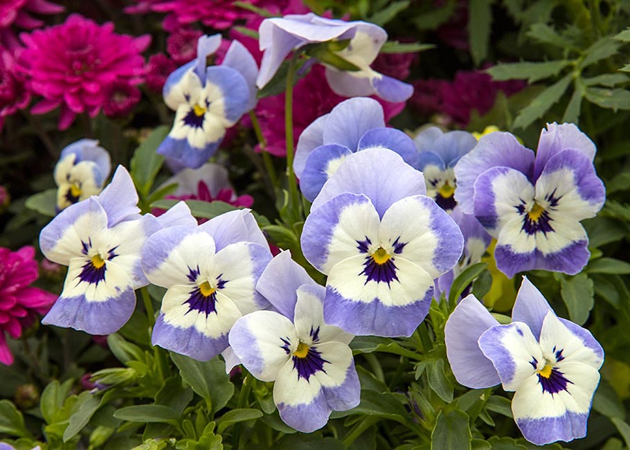 Cheery Violas