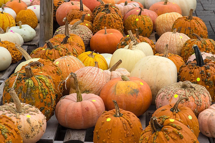 A Variety of Pumpkins