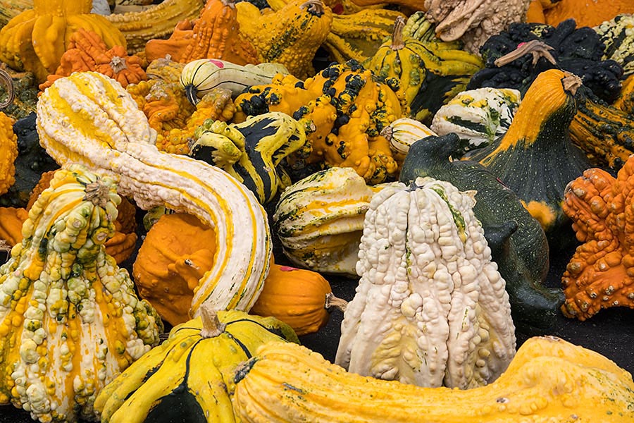 More Warty Gourds