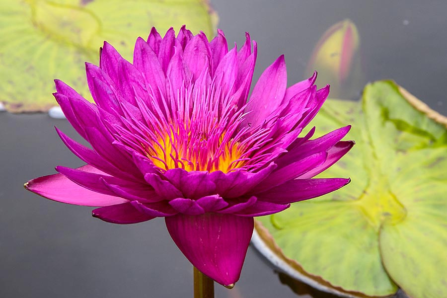 Late Water Lily