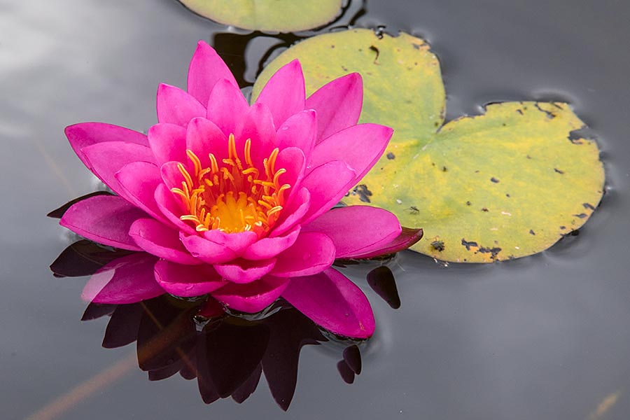 Another Pink Water Lily