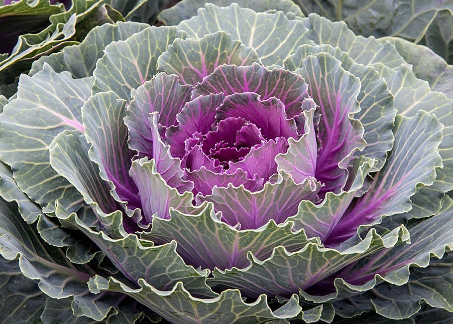 Ornamental Cabbage