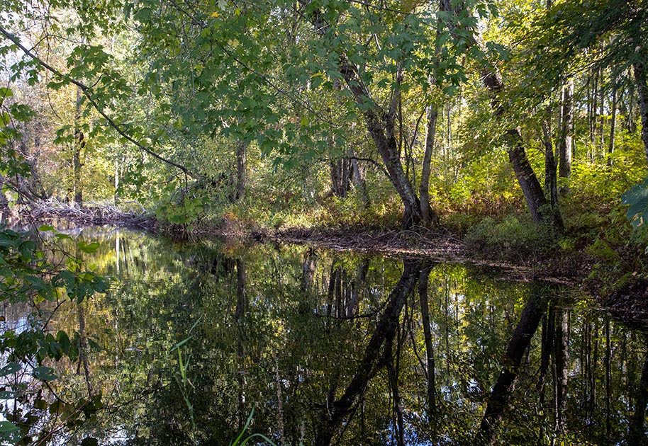 River Reflections