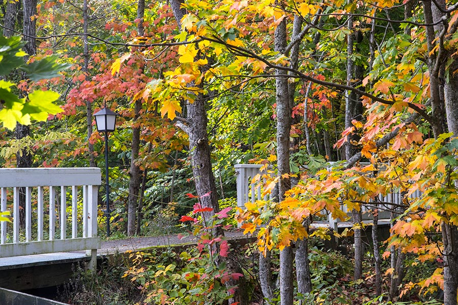 Bridge Over the Stream