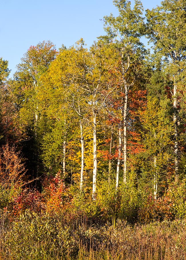 Birches, at Rest Stop along Hwy 117