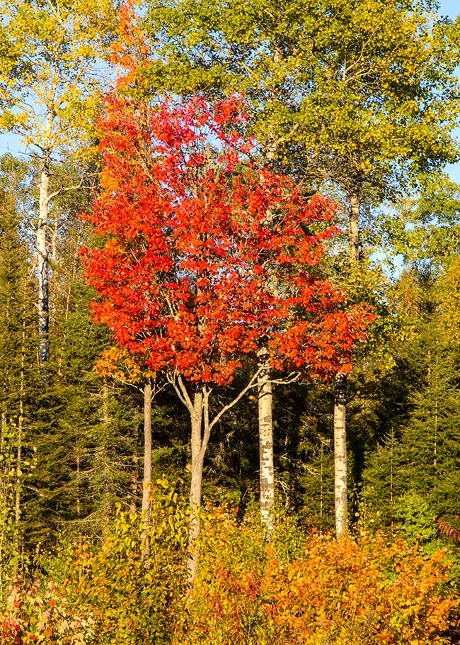 Evening Maples