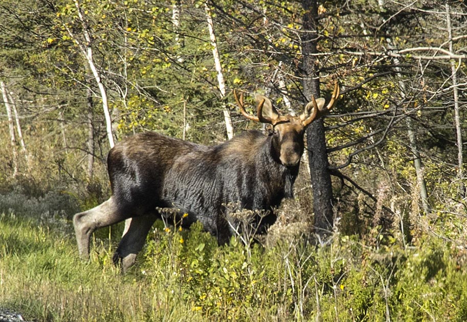 A Moose