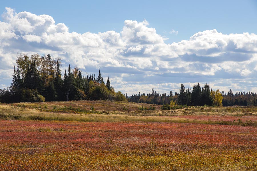 Blueberry Fields