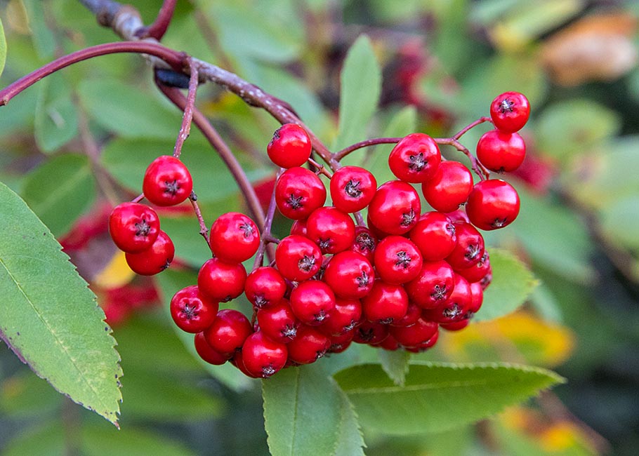 Autumn Berries