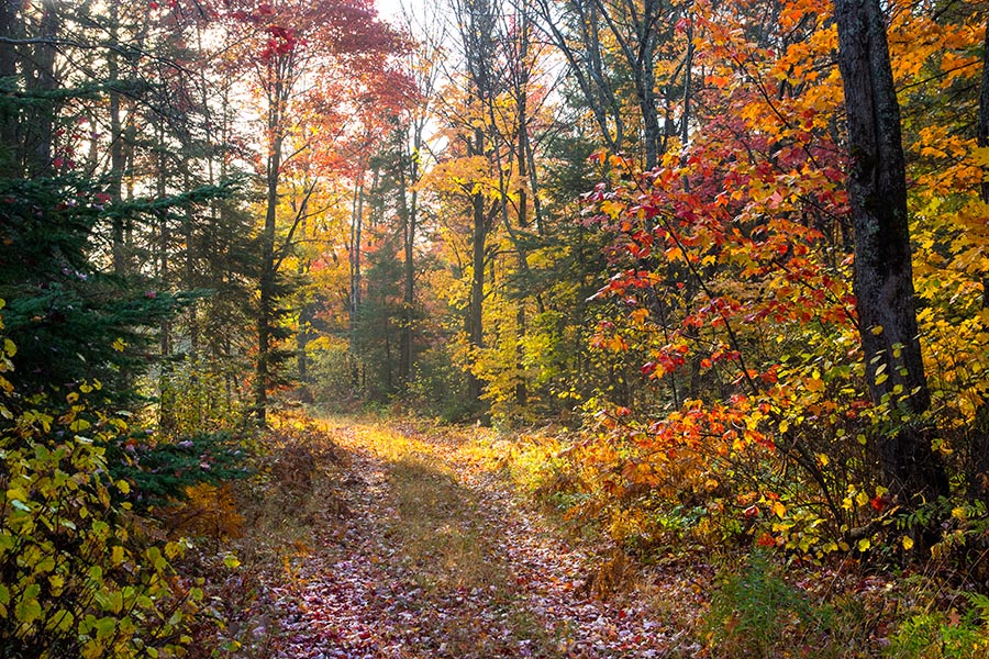 Autumn in Searchmont